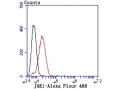 Jak1 Rabbit anti-Human, Mouse, Rat, Clone: JM75-03, Novus Biologicals 100