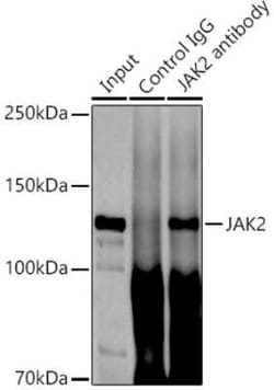 Jak2 Rabbit anti-Human, Mouse, Clone: 4B0K1, Novus Biologicals 20 &mu;g;
