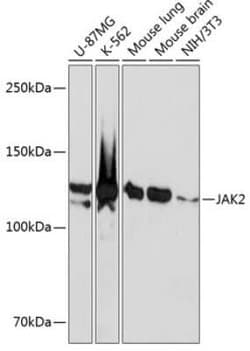 Jak2 Rabbit anti-Human, Mouse, Clone: 4B0K1, Novus Biologicals 20 &mu;g;