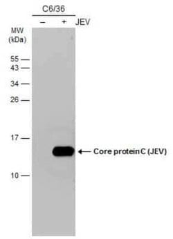 Japanese Encephalitis virus Capsid Protein Antibody (GT1178), Novus Biologicals