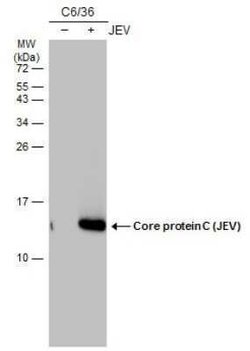 Japanese Encephalitis virus Capsid Protein Antibody (GT12112), Novus Biologicals