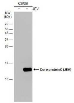 Japanese Encephalitis virus Capsid Protein Antibody (GT127), Novus Biologicals 100 &mu;g | Buy Online | Novus Biologicals | Fisher Scientific