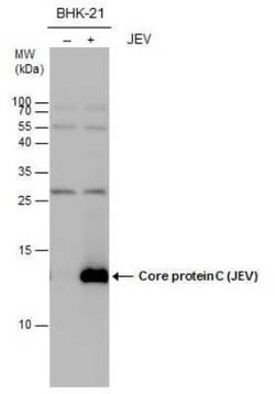 Japanese Encephalitis virus Capsid Protein Antibody, Novus Biologicals