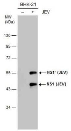 Japanese Encephalitis virus NS1 Antibody (GT1410), Novus Biologicals 100 &mu;g | Buy Online | Novus Biologicals | Fisher Scientific