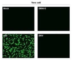 Japanese Encephalitis virus NS1 Antibody (GT1448), Novus Biologicals 100 &mu;g | Buy Online | Novus Biologicals | Fisher Scientific