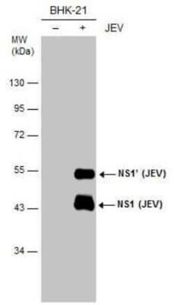 Japanese Encephalitis virus NS1 Antibody (GT1448), Novus Biologicals 100 &mu;g | Buy Online | Novus Biologicals | Fisher Scientific