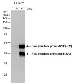Japanese Encephalitis virus NS1 Antibody, Novus Biologicals 100 &mu;g | Buy Online | Novus Biologicals | Fisher Scientific