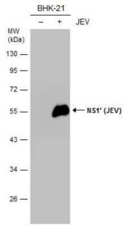Japanese Encephalitis virus NS1' Antibody (GT1345), Novus Biologicals 100