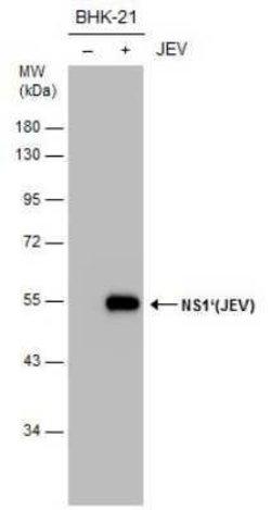 Japanese Encephalitis virus NS1' Antibody (GT25111), Novus Biologicals 100 &mu;g | Buy Online | Novus Biologicals | Fisher Scientific