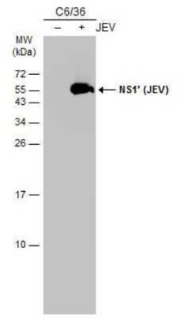 Japanese Encephalitis virus NS1' Antibody (GT483), Novus Biologicals 100 &mu;g | Buy Online | Bio-Techne | Fisher Scientific