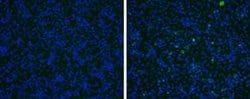 Japanese Encephalitis virus prM Antibody, Novus Biologicals 100 &mu;g | Buy Online | Novus Biologicals | Fisher Scientific