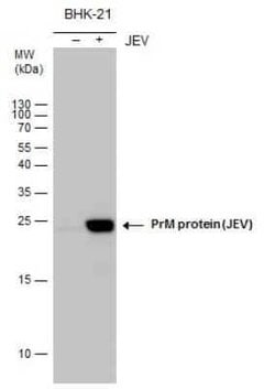 Japanese Encephalitis virus prM Antibody, Novus Biologicals 100 &mu;g | Buy Online | Novus Biologicals | Fisher Scientific