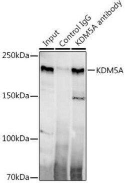 Jarid1A Rabbit anti-Human, Mouse, Rat, Clone: 5B10P1, Novus Biologicals:Antikörper:Primärantikörper