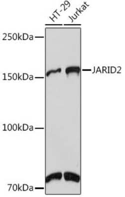 Jumonji/JARID2 Rabbit anti-Human, Mouse, Rat, Clone: 3L5C5, Novus Biologicals