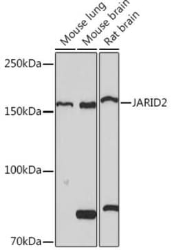 Jumonji/JARID2 Rabbit anti-Human, Mouse, Rat, Clone: 3L5C5, Novus Biologicals