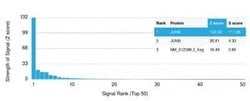JunB/AP-1 Mouse anti-Human, Clone: PCRP-JUNB-3G2, Novus Biologicals 20