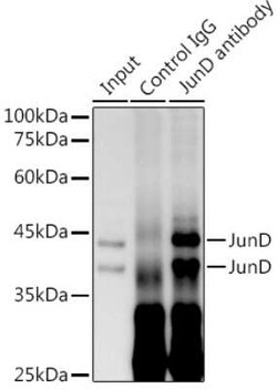 JunD Rabbit anti-Human, Mouse, Rat, Clone: 2D5A1, Novus Biologicals:Antibodies:Primary