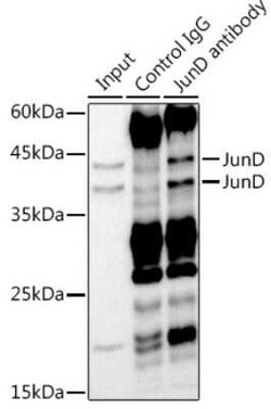 JunD Rabbit anti-Human, Mouse, Rat, Clone: 5L7Y3, Novus Biologicals 100