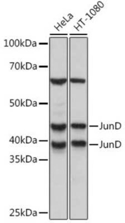JunD Rabbit anti-Human, Mouse, Rat, Clone: 5L7Y3, Novus Biologicals 100