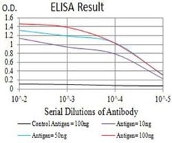 KA2/GRIK5/Glutamate Receptor KA2 Antibody (4G5H8) - BSA Free, Novus Biologicals:Antibodies:Primary