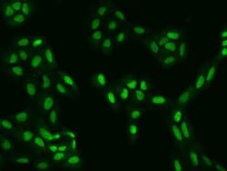 KANSL2 Antibody, Novus Biologicals 50 &mu;g, Unconjugated:Antibodies, Polyclonal