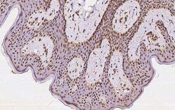 KANSL2 Antibody, Novus Biologicals 50 &mu;g, Unconjugated:Antibodies, Polyclonal