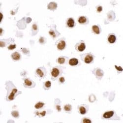 KAP1 Antibody (BL-248-2G6), Novus Biologicals 100 &mu;L; Unconjugated:Antibodies,