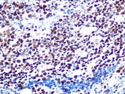KAT1 Rabbit anti-Human, Mouse, Rat, Clone: 7U2O3, Novus Biologicals:Antibodies:Primary