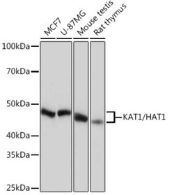 KAT1 Rabbit anti-Human, Mouse, Rat, Clone: 7U2O3, Novus Biologicals:Antibodies:Primary