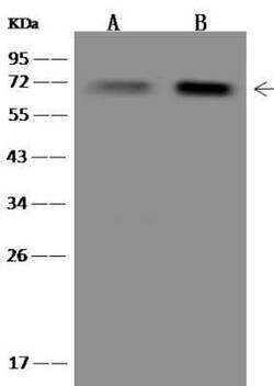 KBTBD12 Antibody, Novus Biologicals 100 &mu;g; Unconjugated:Antibodies,