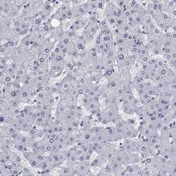 KCNH1 Rabbit anti-Human, Polyclonal, Novus Biologicals 25 &mu;g; Unconjugated:Antibodies,