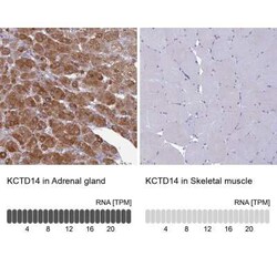 KCTD14 Antibody, Novus Biologicals:Antibodies:Primary Antibodies
