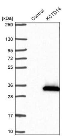 KCTD14 Antibody, Novus Biologicals:Antibodies:Primary Antibodies