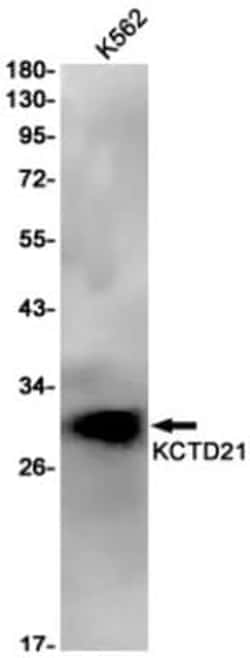KCTD21 Antibody (S02-4B5), Novus Biologicals 50 &mu;g; Unconjugated:Antibodies,