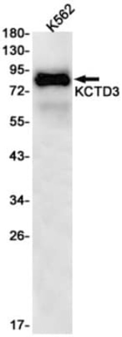 KCTD3 Antibody (S09-8H3), Novus Biologicals 100 &mu;g; Unconjugated:Antibodies,