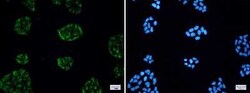 KCTD9 Rabbit anti-Human, Clone: S08-5H2, Novus Biologicals:Antibodies:Primary