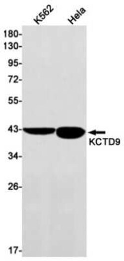 KCTD9 Rabbit anti-Human, Clone: S08-5H2, Novus Biologicals:Antibodies:Primary
