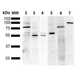 KDEL Antibody (1F2), Novus Biologicals:Antibodies:Primary Antibodies
