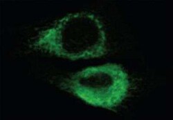 KDEL Antibody (10C3), Novus Biologicals 0.025 mg; Unconjugated:Antibodies,