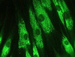 KDEL Antibody (10C3), Novus Biologicals 0.025 mg; Unconjugated:Antibodies,