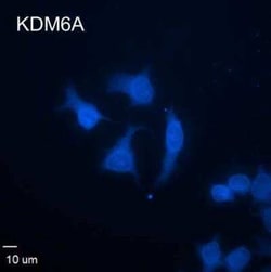 KDM6A Antibody (4E7), Novus Biologicals 0.1 mg, Unconjugated:Antibodies,