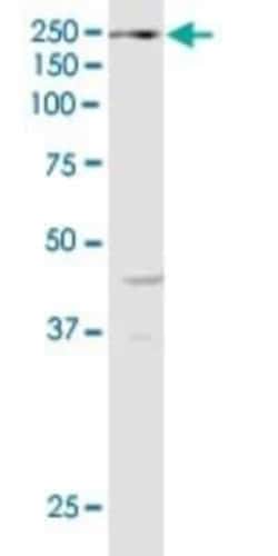 KDM6A Antibody (4E7), Novus Biologicals 0.1 mg, Unconjugated:Antibodies,