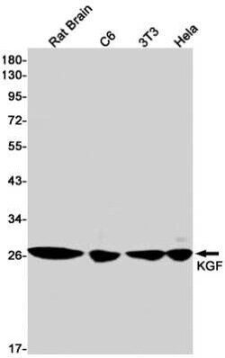 KGF/FGF-7 Rabbit anti-Human, Mouse, Rat, Clone: S07-5C6, Novus Biologicals:Antibodies:Primary
