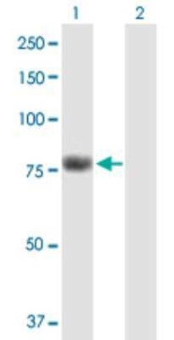 KHNYN Antibody, Novus Biologicals 0.05 mg | Buy Online | Novus Biologicals | Fisher Scientific