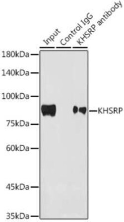 KHSRP Rabbit anti-Human, Mouse, Rat, Clone: 4V4O1, Novus Biologicals 20