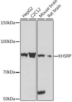 KHSRP Rabbit anti-Human, Mouse, Rat, Clone: 4V4O1, Novus Biologicals 20