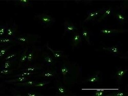 PUM3 Antibody, Novus Biologicals 0.05 mL | Buy Online | Novus Biologicals | Fisher Scientific