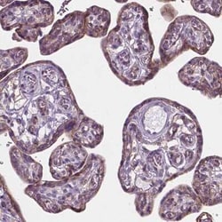 KIAA0040 Antibody, Novus Biologicals:Antibodies:Primary Antibodies