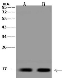 KIAA0040 Antibody, Novus Biologicals:Antibodies:Primary Antibodies
