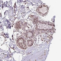 KIAA0232 Antibody, Novus Biologicals:Antibodies:Primary Antibodies
